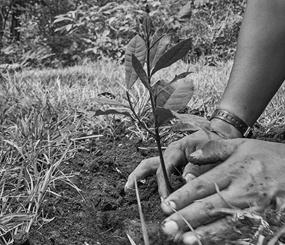 Revegetation of Final Waste Landforms