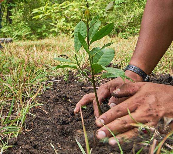 Waste revegetation